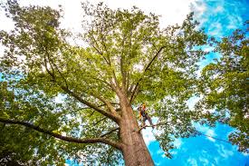 Professional Tree Services in East Moline, IL