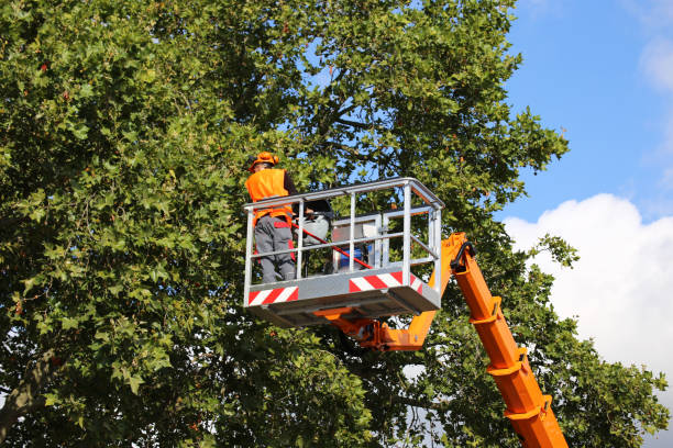 Professional Tree Services in East Moline, IL