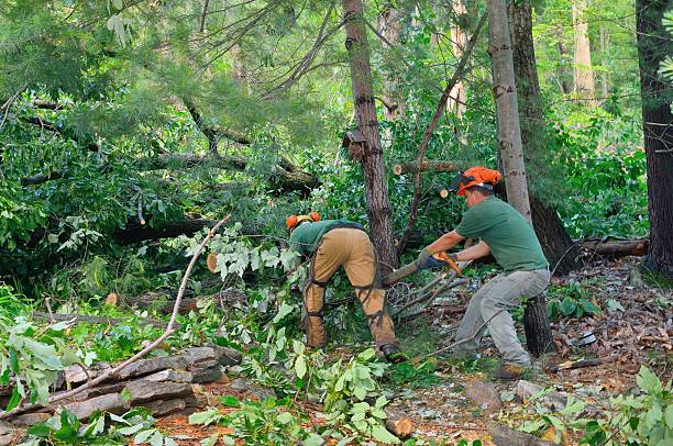 Best Firewood Processing and Delivery  in East Moline, IL